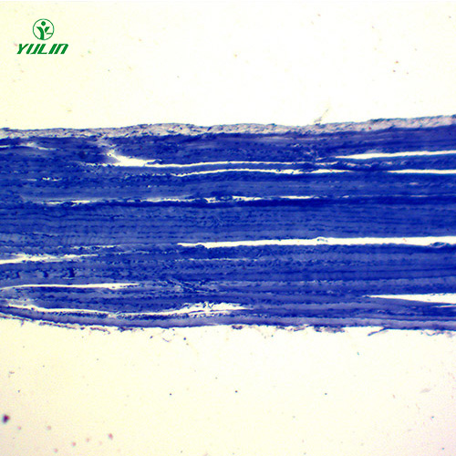 四川组织学肌肉组织生物切片