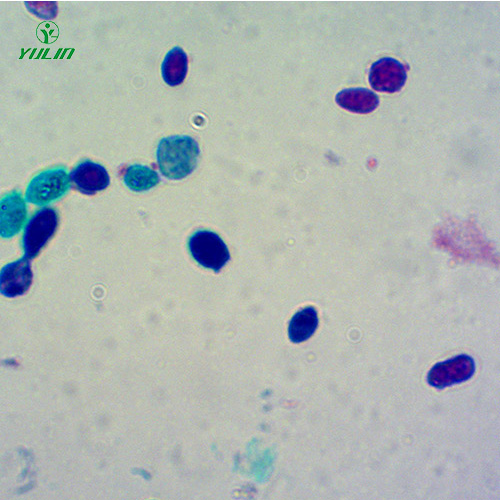 四川酵母菌生物切片