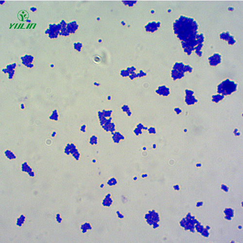 四川球菌生物显微实验玻片