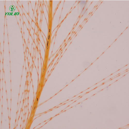 四川各种鸟类生物玻片