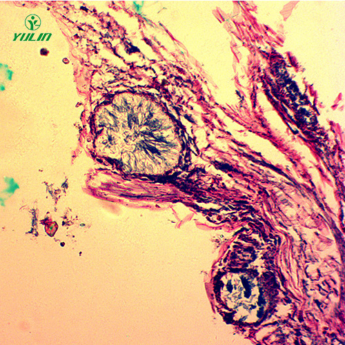 四川观赏植物病害标本片