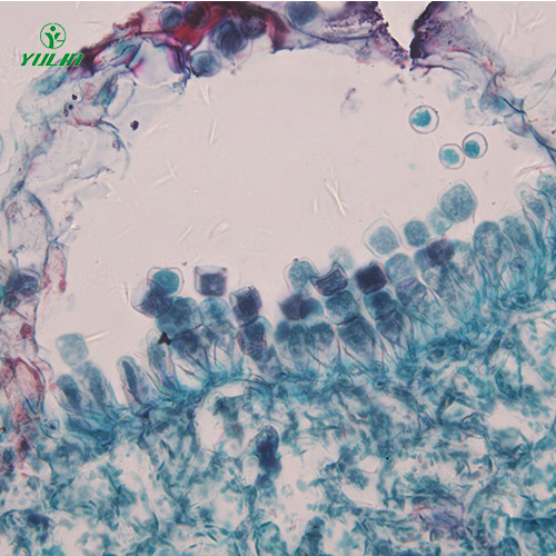 四川十字花科植物病害标本片