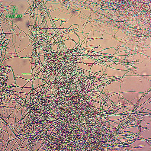 四川棉麻植物病害标本片