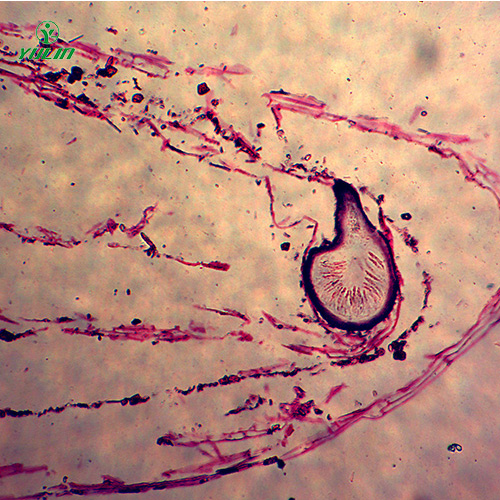 四川子囊菌植物病理玻片
