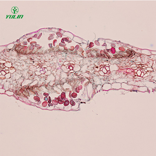 四川鞭毛菌植物病理实验切片