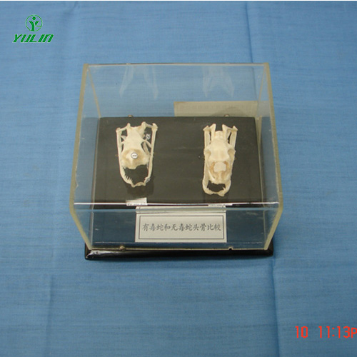 四川蛇头骨比较