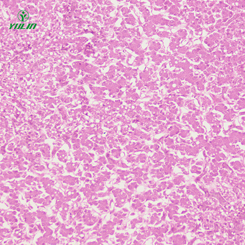 四川动物细胞、组织损伤及修复病理玻片