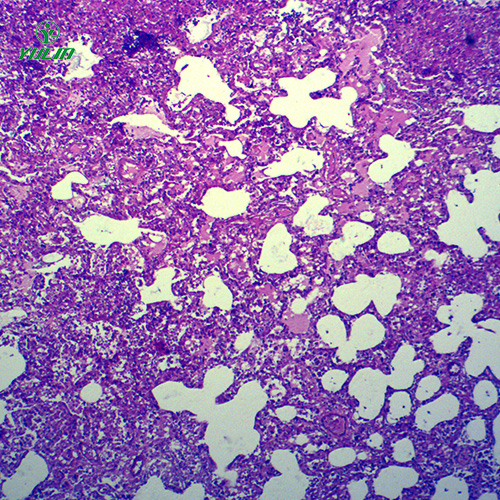 四川动物病理学炎症类切片
