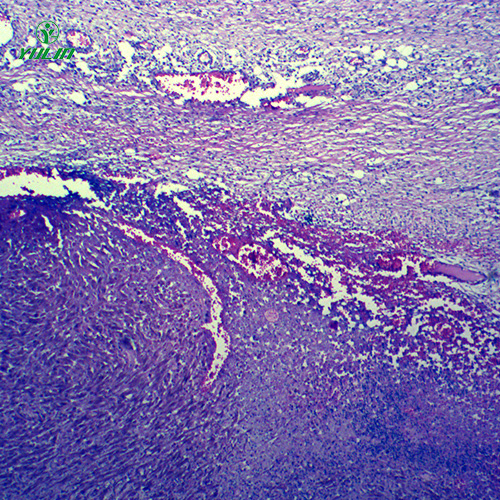 四川动物病理学肿瘤类切片