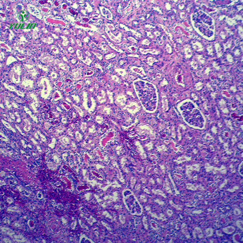 四川动物病理学局部血液循环切片
