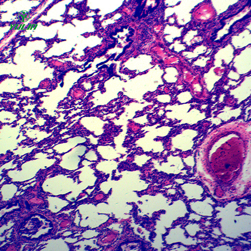 四川循环系统浸制标本