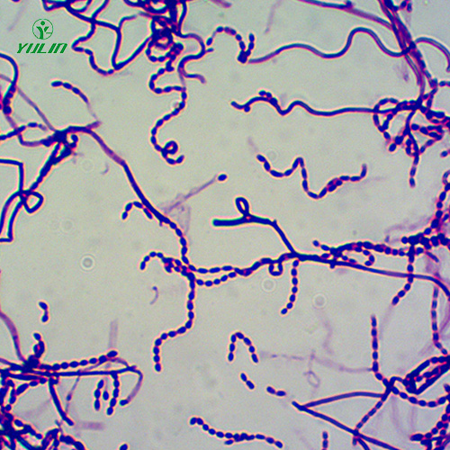 四川放线菌生物玻片