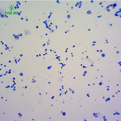 四川医学原虫鞭毛虫生物实验切片