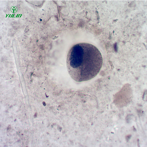 四川医学寄生虫纤毛虫玻片