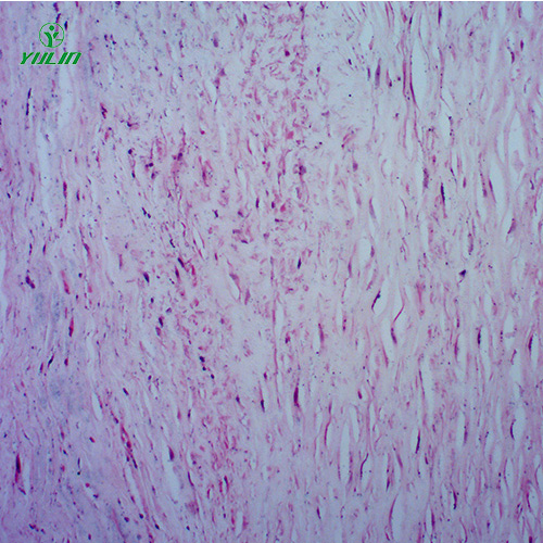 四川人体心血管及呼吸系统疾病玻璃玻片