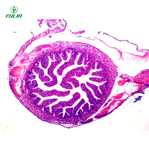 四川人体组织学上皮组织生物玻片