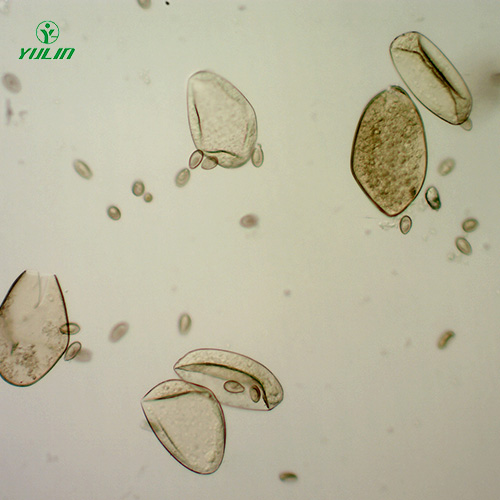 四川植物线虫学玻片