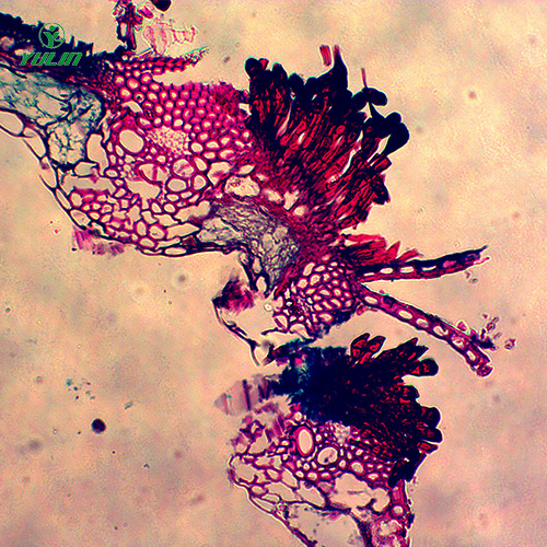 四川水稻、麦类植物病害玻片