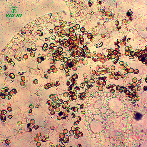 四川杂粮薯类植物病害生物玻片